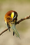 Image. Bienenfresser