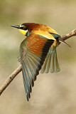 Image. Bienenfresser