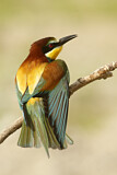 Image. Bienenfresser