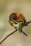 Image. Bienenfresser