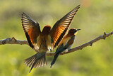 Image. Bienenfresser