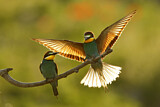 Image. Bienenfresser