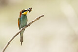 Image. Bienenfresser