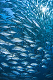 Image. Bigeye Trevally