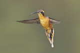 Image. Binden-Zwergschattenkolibri