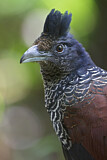 Image. Bindengrundkuckuck
