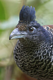 Image. Bindengrundkuckuck