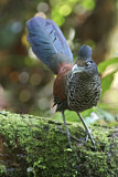 Image. Bindengrundkuckuck