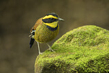 Image. Bindenpitta