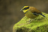 Image. Bindenpitta