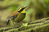 Image. Bindenpitta