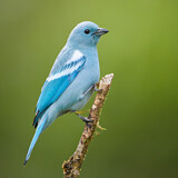 Image. Bischofstangare