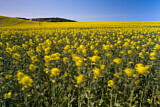 Image. Blühendes Rapsfeld