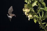 Image. Blütenfledermaus