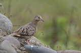 Image. Blaßtäubchen