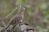 Image. Blaßtäubchen