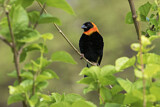 Image. Black Bishop