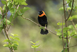 Image. Black Bishop