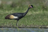 Image. Black Crowned Crane