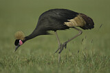 Image. Black Crowned Crane