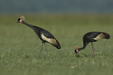 Image. Black Crowned Crane