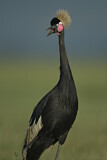 Image. Black Crowned Crane