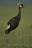 Image. Black Crowned Crane