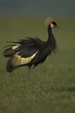 Image. Black Crowned Crane