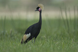 Image. Black Crowned Crane