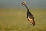 Image. Black Crowned Crane