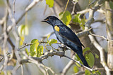 Image. Black Cuckooshrike