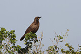 Image. Black Cuckooshrike