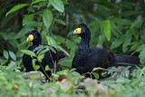 Image. Black Curassow