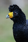 Image. Black Curassow