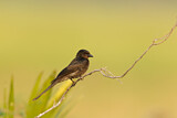 Image. Black Drongo