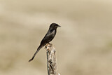 Image. Black Drongo
