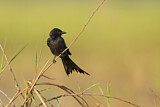 Image. Black Drongo
