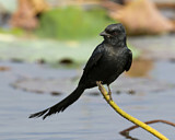 Image. Black Drongo