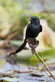 Image. Black Drongo