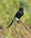 Image. Black Drongo