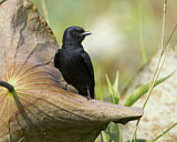 Image. Black Drongo