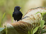 Image. Black Drongo