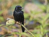 Image. Black Drongo