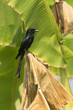 Image. Black Drongo