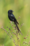 Image. Black Drongo