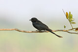 Image. Black Drongo