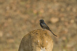 Image. Black Drongo