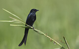 Image. Black Drongo