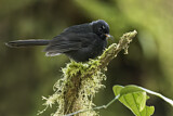 Image. Black Fantail