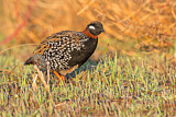 Image. Black Francolin
